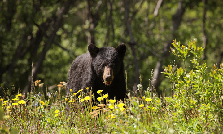 How to Stay Safe While Camping in Black Bear Country